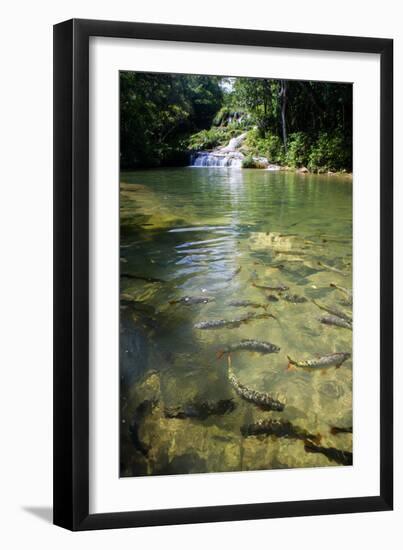 A Waterfall and Fish in the Rio Do Peixe in Bonito, Brazil-Alex Saberi-Framed Photographic Print