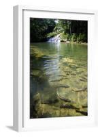 A Waterfall and Fish in the Rio Do Peixe in Bonito, Brazil-Alex Saberi-Framed Photographic Print