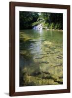 A Waterfall and Fish in the Rio Do Peixe in Bonito, Brazil-Alex Saberi-Framed Photographic Print