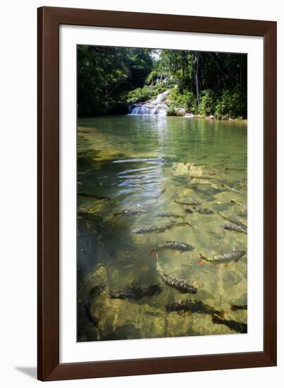 A Waterfall and Fish in the Rio Do Peixe in Bonito, Brazil-Alex Saberi-Framed Photographic Print