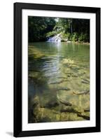 A Waterfall and Fish in the Rio Do Peixe in Bonito, Brazil-Alex Saberi-Framed Photographic Print