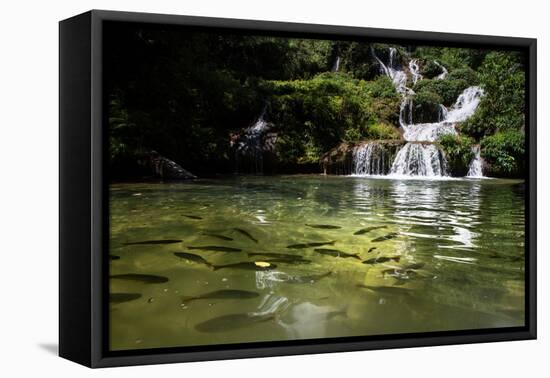 A Waterfall and Fish in the Rio Do Peixe in Bonito, Brazil-Alex Saberi-Framed Stretched Canvas