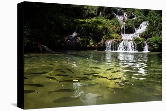 A Waterfall and Fish in the Rio Do Peixe in Bonito, Brazil-Alex Saberi-Stretched Canvas