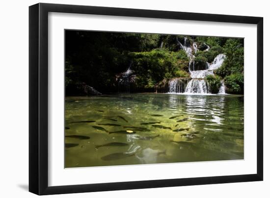 A Waterfall and Fish in the Rio Do Peixe in Bonito, Brazil-Alex Saberi-Framed Photographic Print