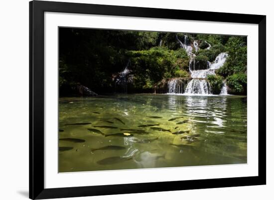 A Waterfall and Fish in the Rio Do Peixe in Bonito, Brazil-Alex Saberi-Framed Photographic Print