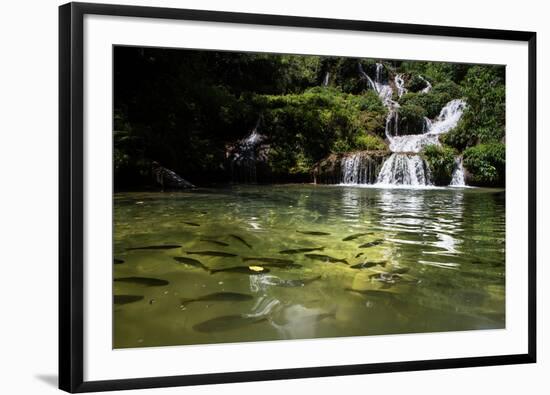 A Waterfall and Fish in the Rio Do Peixe in Bonito, Brazil-Alex Saberi-Framed Photographic Print