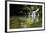 A Waterfall and Fish in the Rio Do Peixe in Bonito, Brazil-Alex Saberi-Framed Photographic Print