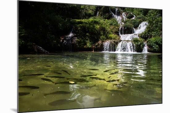A Waterfall and Fish in the Rio Do Peixe in Bonito, Brazil-Alex Saberi-Mounted Photographic Print
