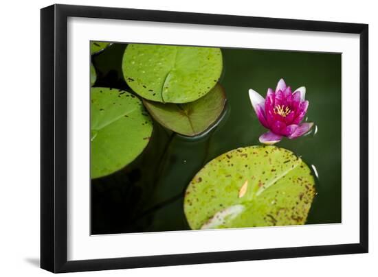 Photo, , large