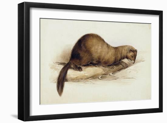 A Weasel, 1832-Edward Lear-Framed Premium Giclee Print