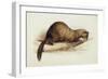 A Weasel, 1832-Edward Lear-Framed Premium Giclee Print