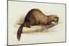 A Weasel, 1832-Edward Lear-Mounted Premium Giclee Print