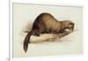 A Weasel, 1832-Edward Lear-Framed Giclee Print