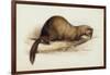 A Weasel, 1832-Edward Lear-Framed Giclee Print