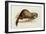 A Weasel, 1832-Edward Lear-Framed Giclee Print