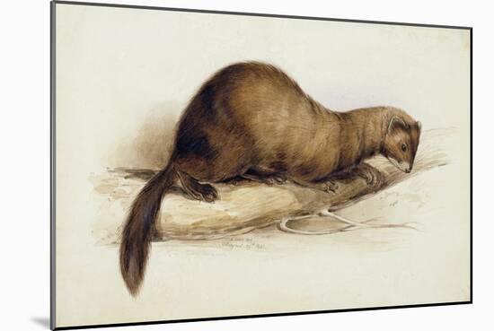 A Weasel, 1832-Edward Lear-Mounted Giclee Print