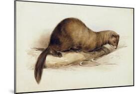 A Weasel, 1832-Edward Lear-Mounted Giclee Print