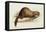 A Weasel, 1832-Edward Lear-Framed Stretched Canvas