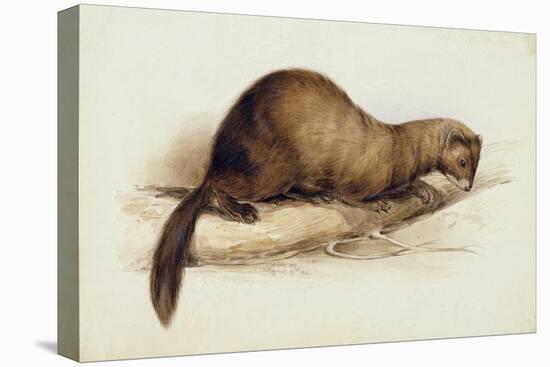 A Weasel, 1832-Edward Lear-Stretched Canvas