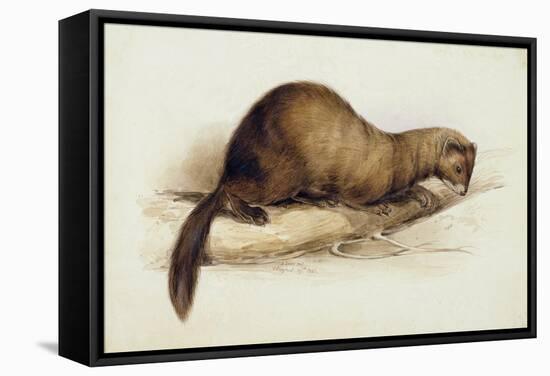 A Weasel, 1832-Edward Lear-Framed Stretched Canvas