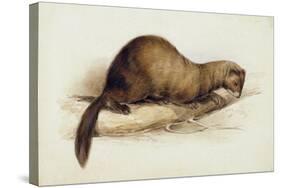 A Weasel, 1832-Edward Lear-Stretched Canvas