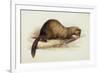 A Weasel, 1832-Edward Lear-Framed Giclee Print