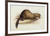 A Weasel, 1832-Edward Lear-Framed Giclee Print