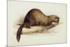 A Weasel, 1832-Edward Lear-Mounted Giclee Print