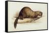 A Weasel, 1832-Edward Lear-Framed Stretched Canvas