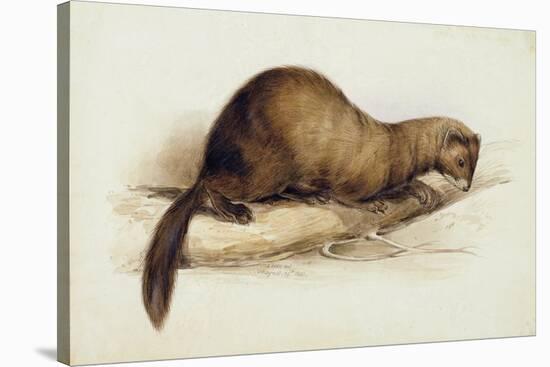 A Weasel, 1832-Edward Lear-Stretched Canvas