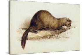 A Weasel, 1832-Edward Lear-Stretched Canvas