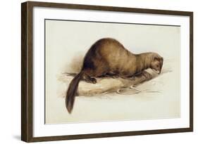 A Weasel, 1832-Edward Lear-Framed Giclee Print
