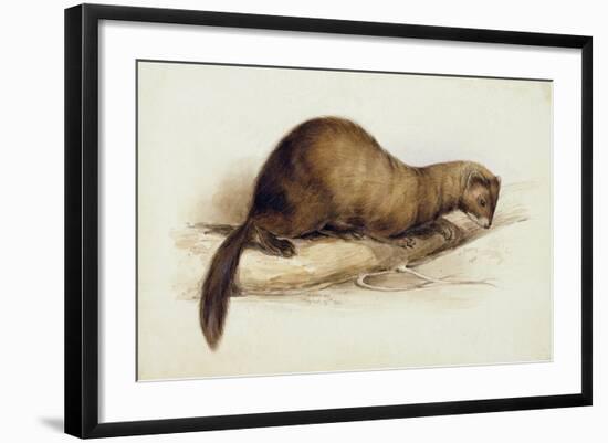 A Weasel, 1832-Edward Lear-Framed Giclee Print