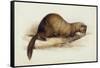 A Weasel, 1832-Edward Lear-Framed Stretched Canvas