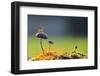 A Weaver Ant Want to Jump from a Mushroom with Green and Black Background-Robby Fakhriannur-Framed Photographic Print