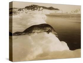 A Weddell Seal About to Dive at West Beach, Cape Evans, Antarctica, 1911-Herbert Ponting-Stretched Canvas