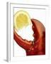 A Wedge of Lemon in a Lobster Claw-Peter Howard Smith-Framed Photographic Print