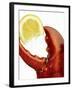 A Wedge of Lemon in a Lobster Claw-Peter Howard Smith-Framed Photographic Print