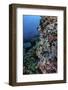 A Well-Camouflaged Crocodilefish Lies on a Coral Reef in Indonesia-Stocktrek Images-Framed Photographic Print