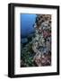 A Well-Camouflaged Crocodilefish Lies on a Coral Reef in Indonesia-Stocktrek Images-Framed Photographic Print