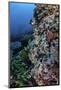 A Well-Camouflaged Crocodilefish Lies on a Coral Reef in Indonesia-Stocktrek Images-Mounted Photographic Print