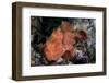 A Well-Camouflaged Frogfish Waits to Ambush Prey-Stocktrek Images-Framed Photographic Print