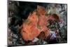 A Well-Camouflaged Frogfish Waits to Ambush Prey-Stocktrek Images-Mounted Photographic Print