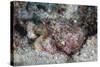 A Well-Camouflaged Scorpionfish Lays on a Coral Reef-Stocktrek Images-Stretched Canvas