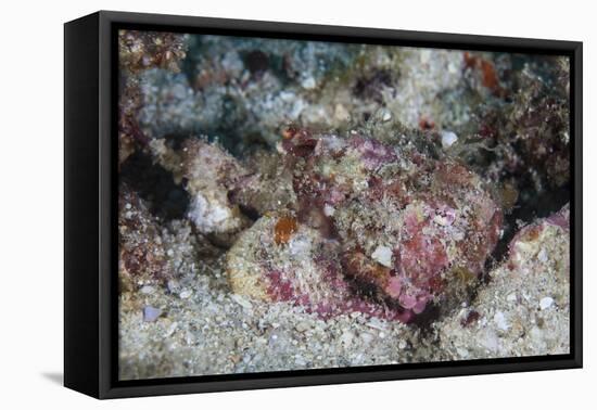 A Well-Camouflaged Scorpionfish Lays on a Coral Reef-Stocktrek Images-Framed Stretched Canvas