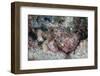 A Well-Camouflaged Scorpionfish Lays on a Coral Reef-Stocktrek Images-Framed Photographic Print