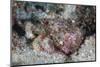 A Well-Camouflaged Scorpionfish Lays on a Coral Reef-Stocktrek Images-Mounted Photographic Print