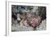 A Well-Camouflaged Scorpionfish Lays on a Coral Reef-Stocktrek Images-Framed Photographic Print