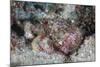 A Well-Camouflaged Scorpionfish Lays on a Coral Reef-Stocktrek Images-Mounted Photographic Print