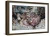 A Well-Camouflaged Scorpionfish Lays on a Coral Reef-Stocktrek Images-Framed Photographic Print